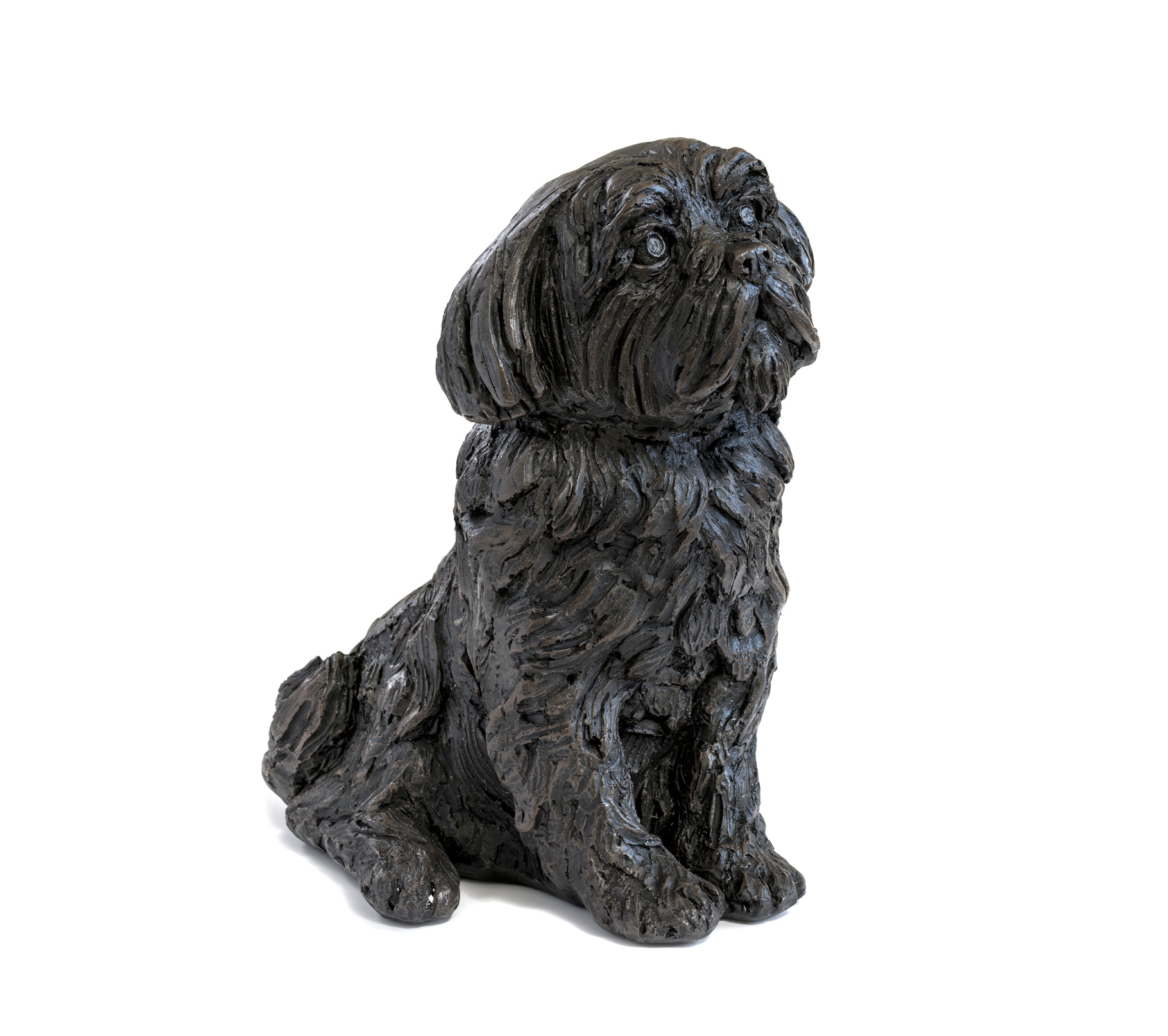 Shih Tzu £95